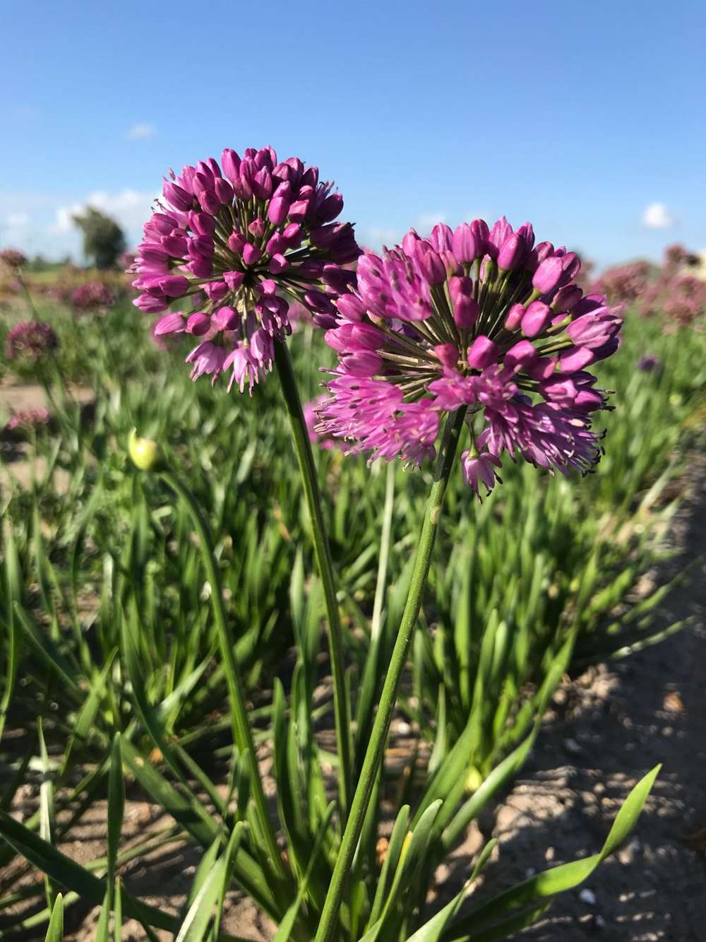 Allium 'Summer Beauty'